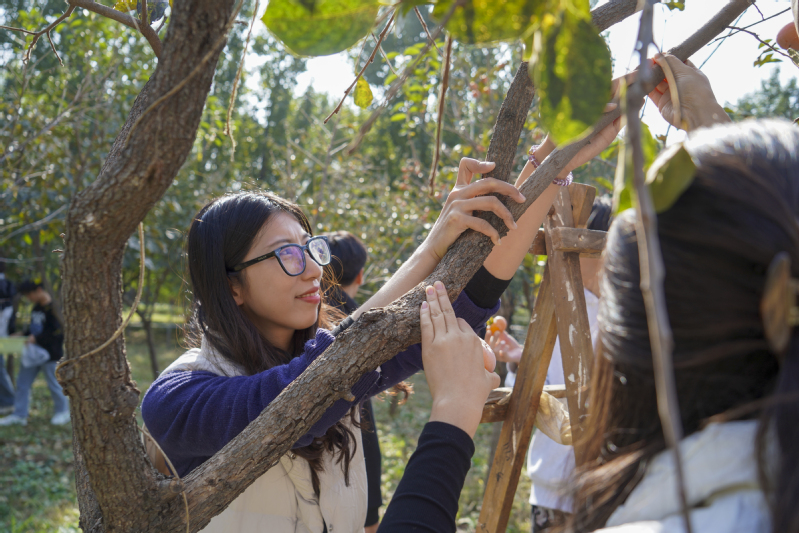 “柿”情話意，黨徽暖秋