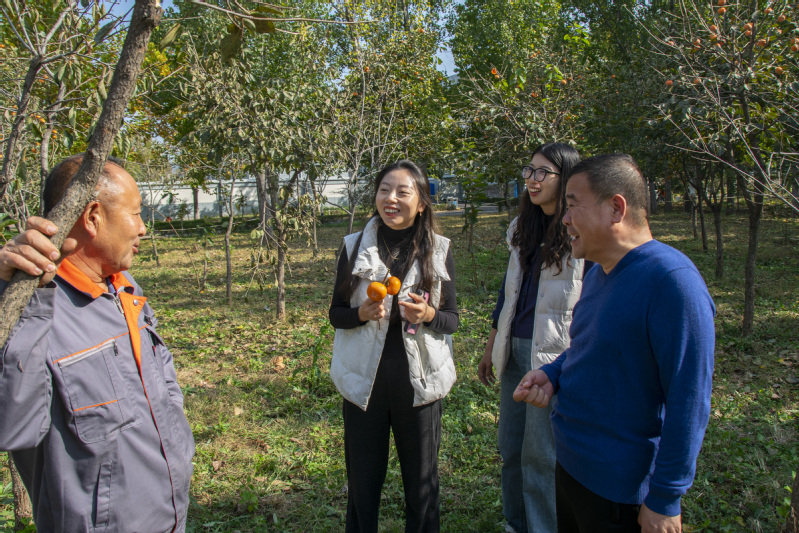 “柿”情話意，黨徽暖秋